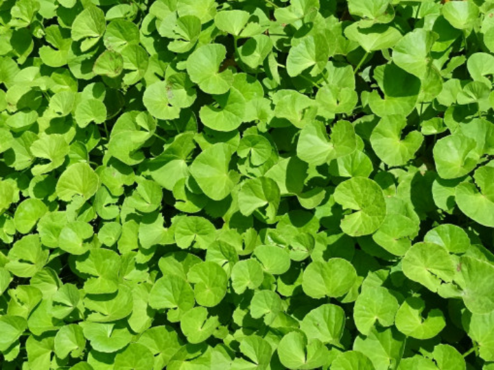 sonnentor sal fina ayurvedica paquete 150 g