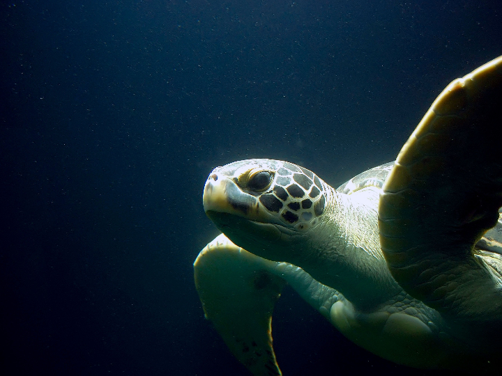 star vie triton pro 24