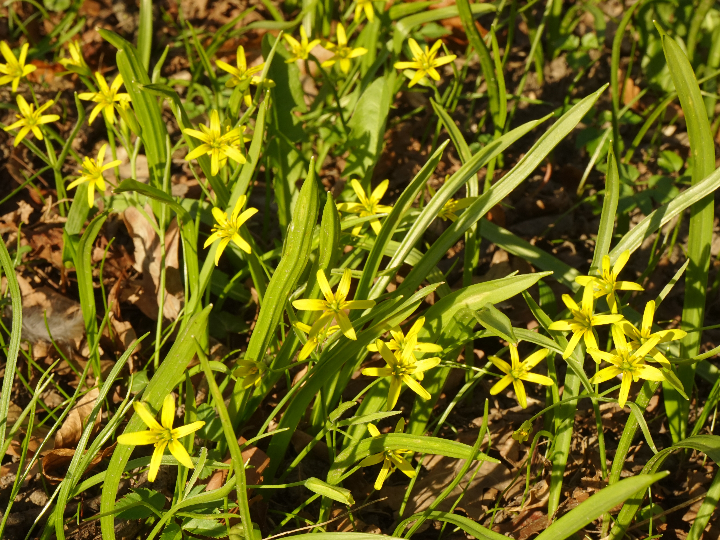 sternbergia lutea azafran de otono