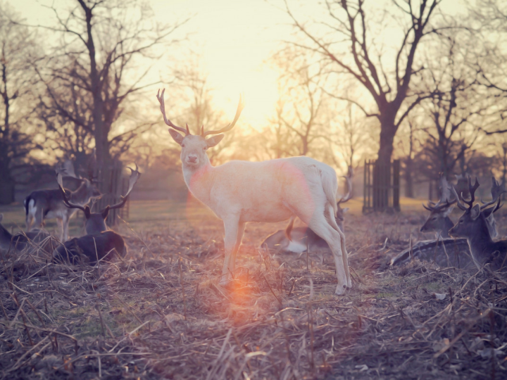 svana negro con cristal