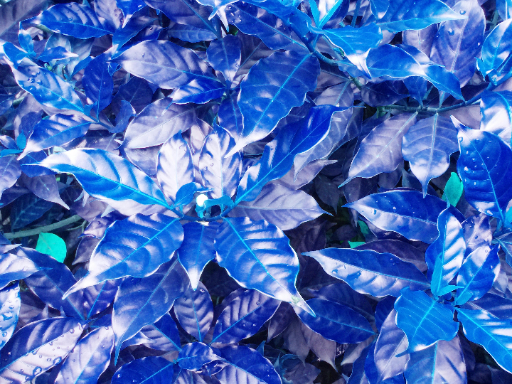 todo lo que debes saber sobre la gelatina azul de mercadona sabor usos y opiniones