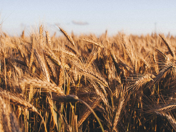 trigo sarraceno realmente tiene contraindicaciones para personas intolerantes al gluten descubrelo en esta comparativa de alimentos libres de gluten