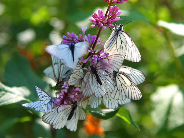 trimmer instinct professional motor inalambrico