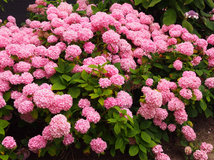 viburnum plicatum watanabe 9 cm maceta