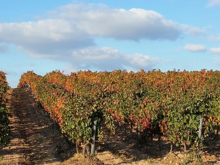 vina rodalo roble 2020