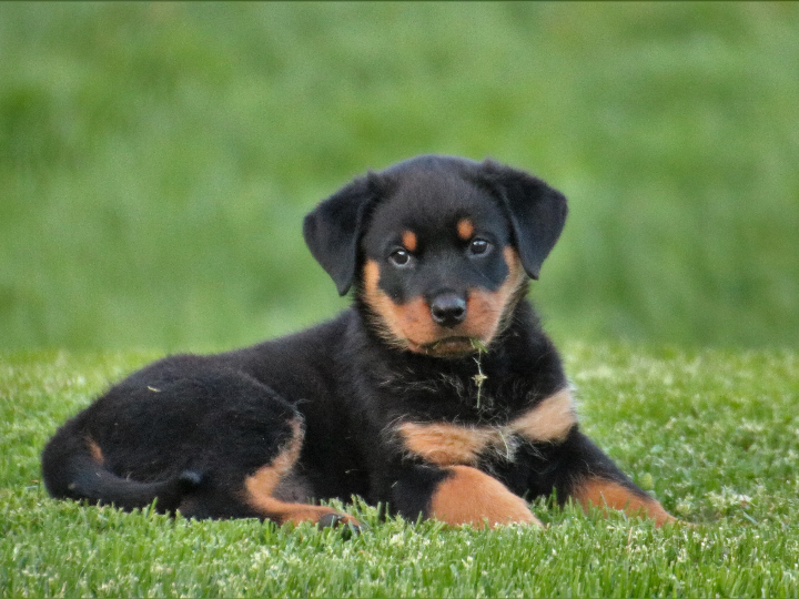 vino el perro flaco verdejo opiniones y analisis