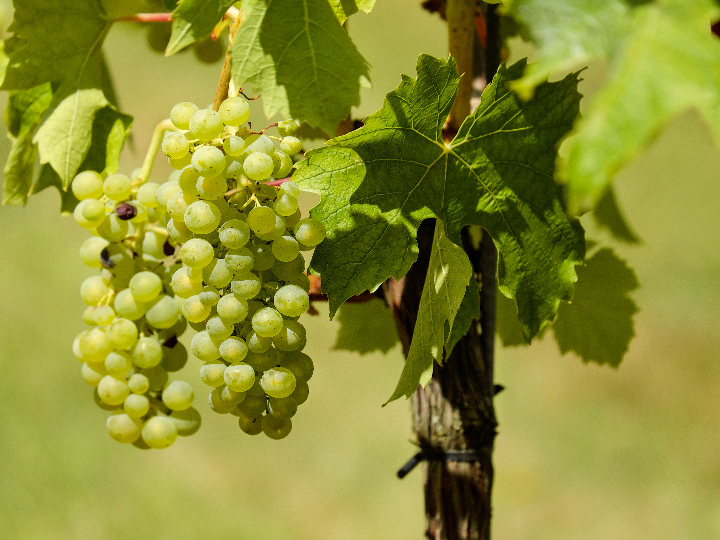 vino fusta nova blanc opiniones y analisis
