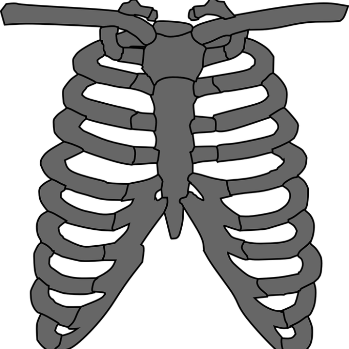 vol ii anatomia humana atlas interactivo multimedia segunda edicion