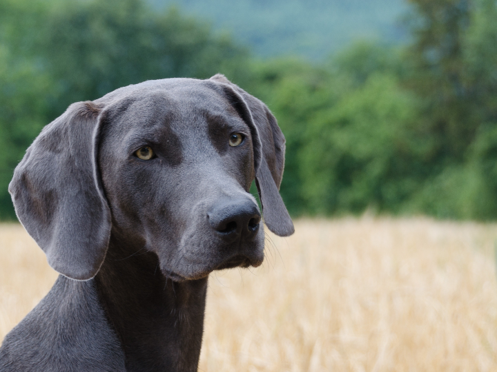 weimaraner de pelo largo